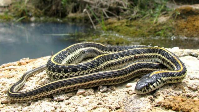 Serpentine Residents: Unveiling Montana's 10 Native Snakes 